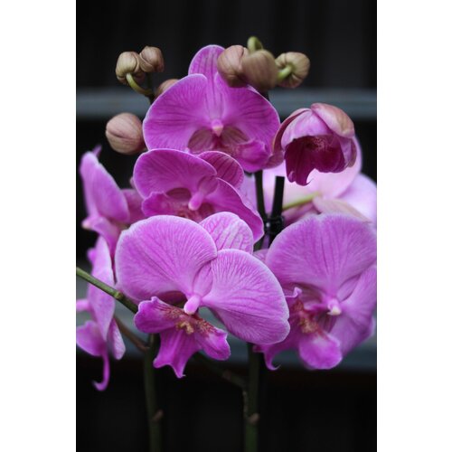 Розовая орхидея фаленопсис 2 ствола