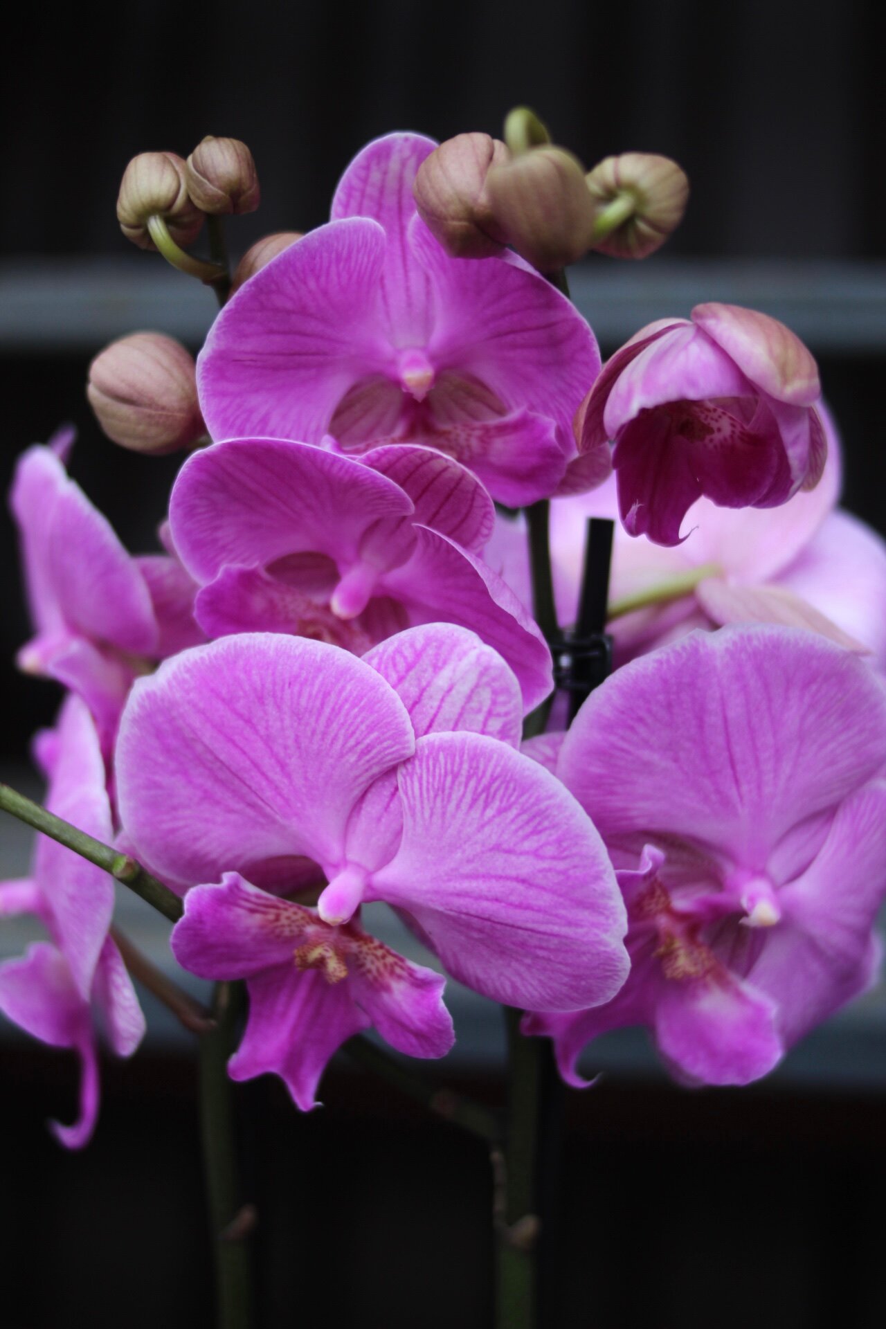 Розовая орхидея фаленопсис 2 ствола