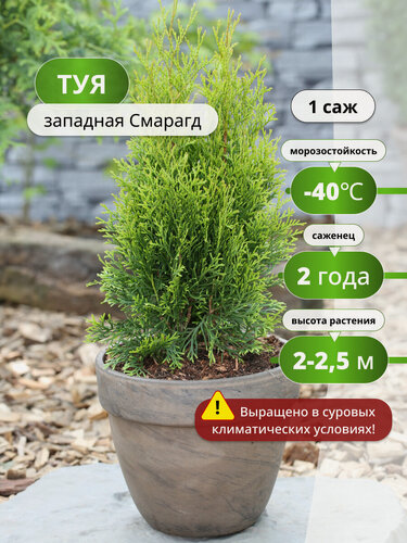 Изображение товара Туя западная Смарагд, 1 , адаптация к различным условиям