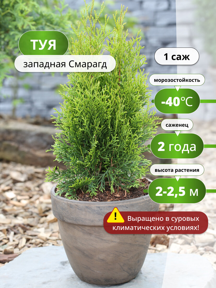 Туя западная Смарагд 1 саженец адаптация к различным условиям