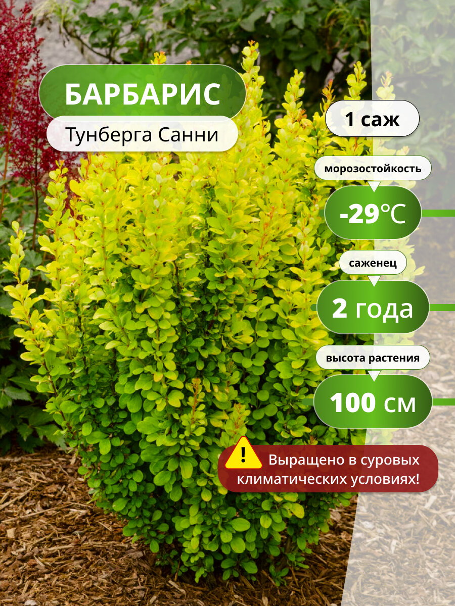 Барбарис Тунберга Санни (Sunny) / саженец барбариса многолетнее растение