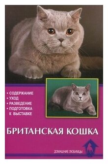 Британская кошка. Содержание. Уход. Разведение. Подготовка к выставке - фото №1