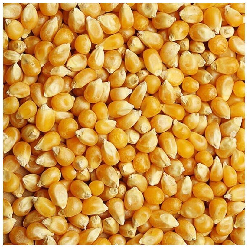 Зерно кукурузы для приготовления попкорна 1 кг
