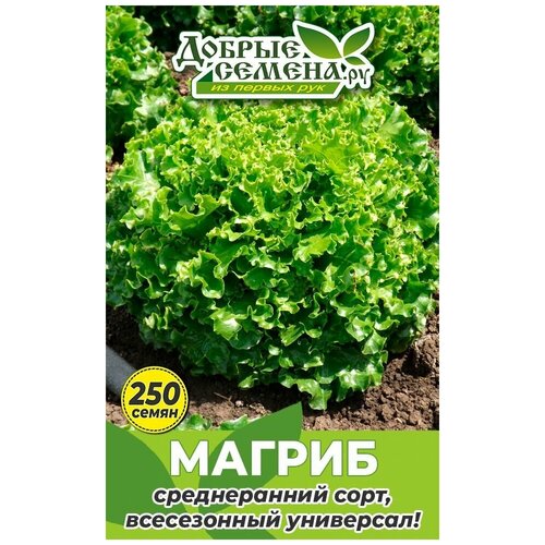 Семена салата Магриб - 250 шт - Добрые Семена. ру семена салата торин 250 шт добрые семена ру