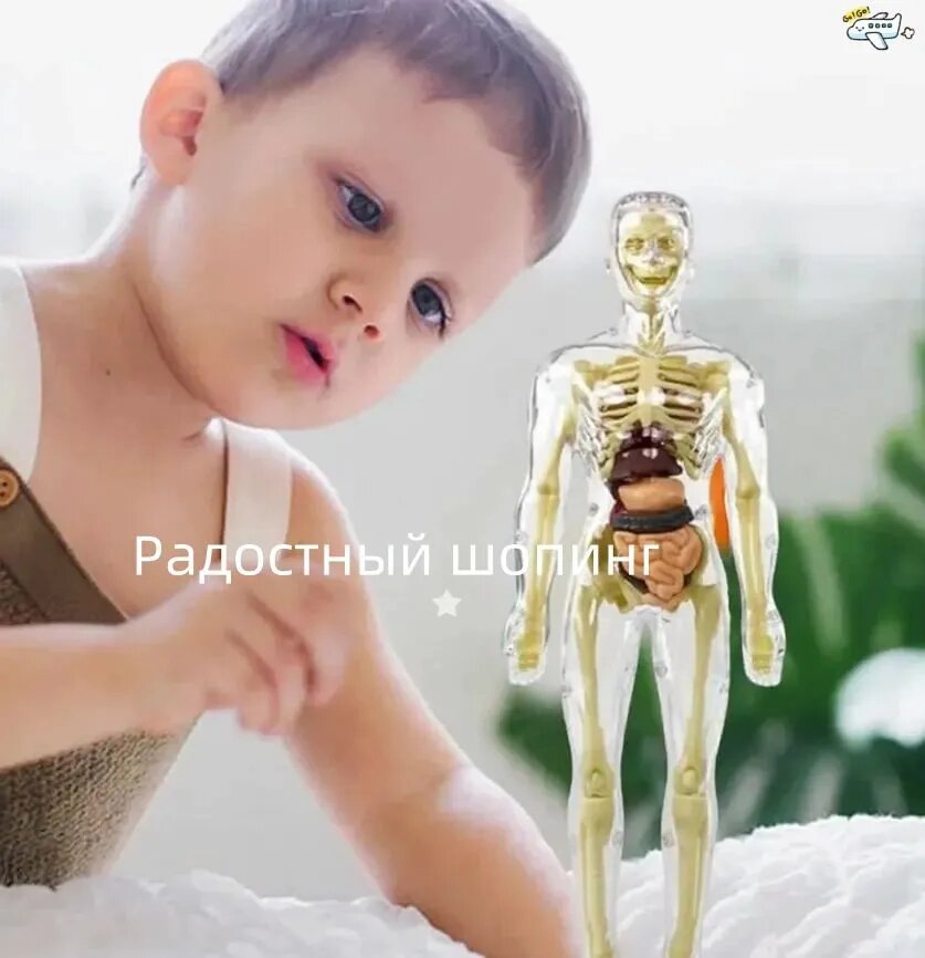3d теловнутренние органы, детские игрушки(прозрачный)