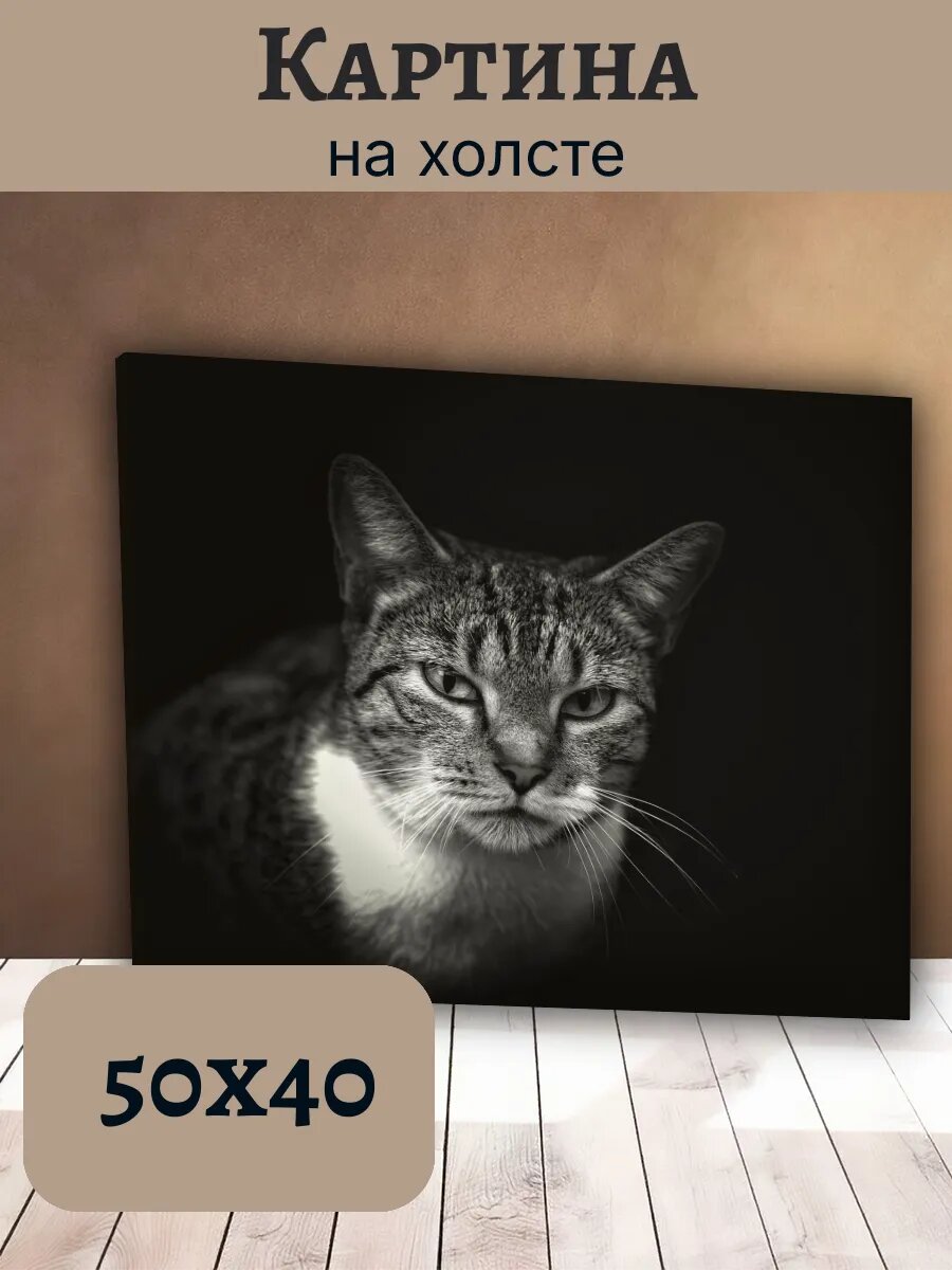Картина Кот Кошка Cat 40x50 черно-белый портрет таби