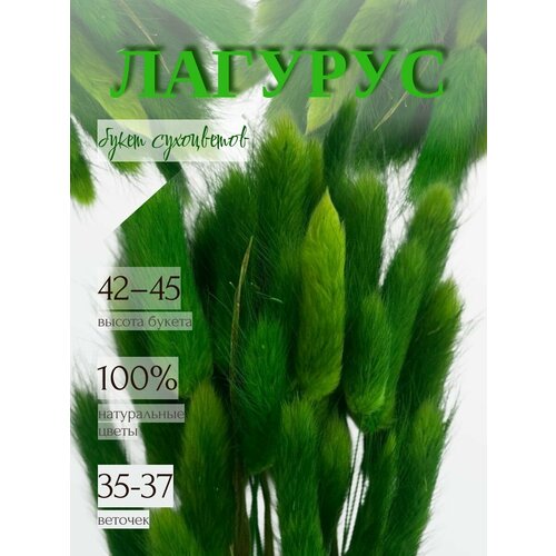 фото Сухоцвет лагурус зеленый для декора, букет "зайцехвост", stabflora