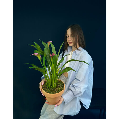 Растение калла в бетонном горшке d 17 см, h 50 см от бренда Margo plants