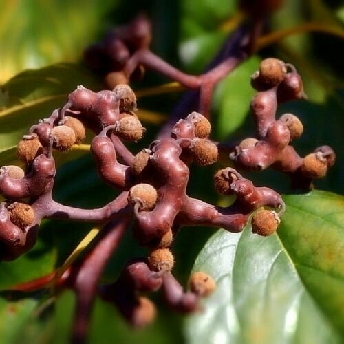 Конфетное дерево - Говения Сладкая (лат. Hovenia dulcis) семена 5шт + подарочек