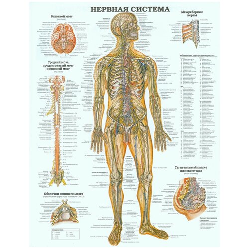 Анатомический плакат