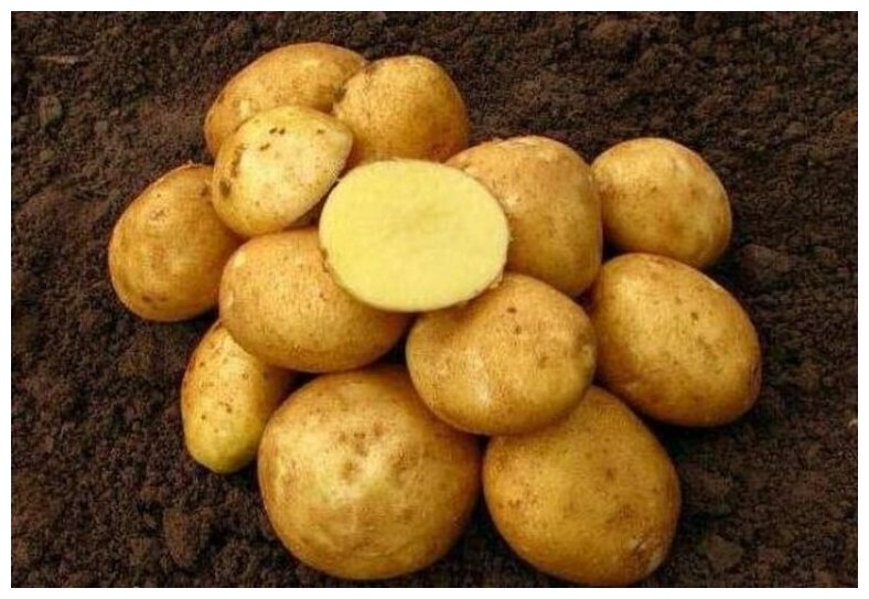 Картофель семенной винета клубни 1 кг - фотография № 8