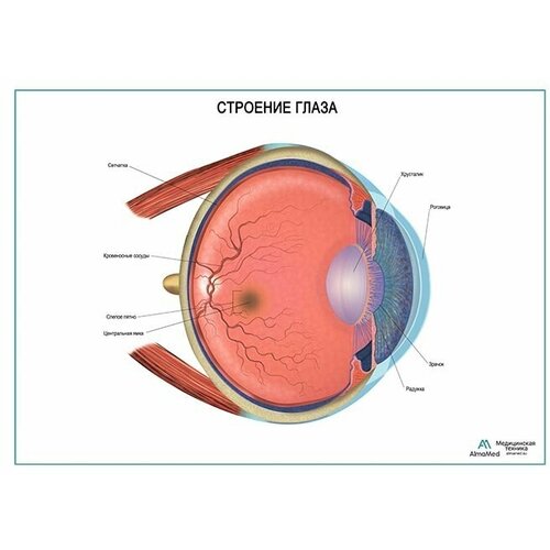 Строение глаза плакат, глянцевая фотобумага от 200 г/кв. м, размер A2+