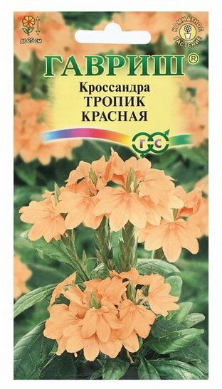 Семена цветов Кроссандра "Тропик красная", 3 шт.