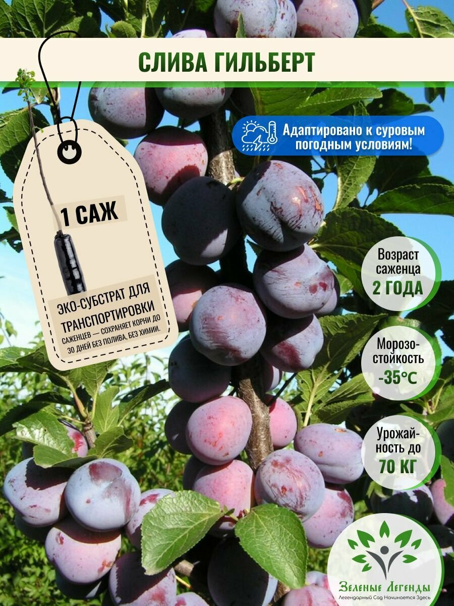 Слива Гильберт