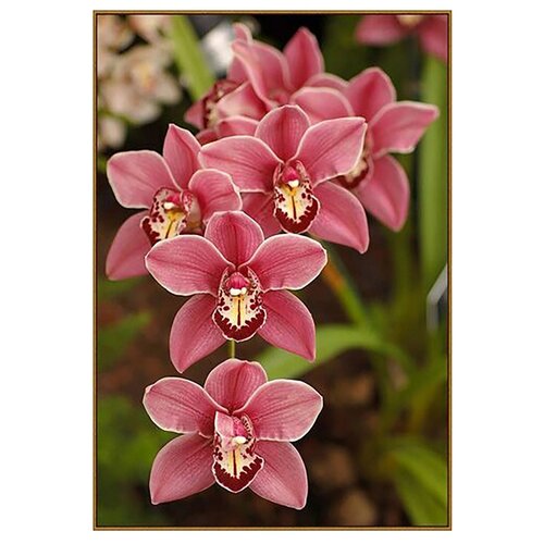 Купить Алмазная мозаика Дикая орхидея 20*29см, 32 цвета F-373 3549267, MILATO