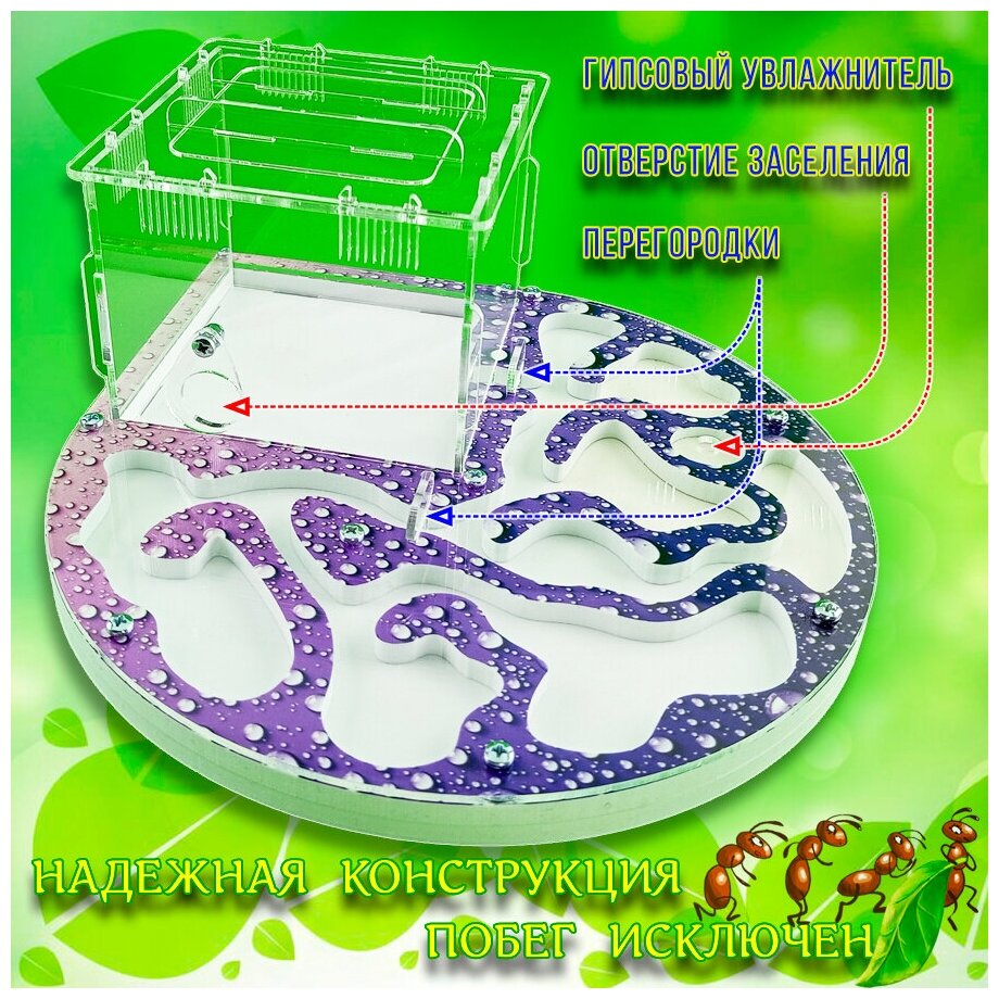 Муравьиная ферма с муравьями - фотография № 4