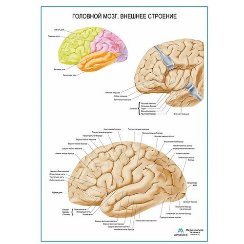 Головной мозг, внешнее строение, плакат, глянцевая фотобумага от 200 г/кв. м, размер A2+