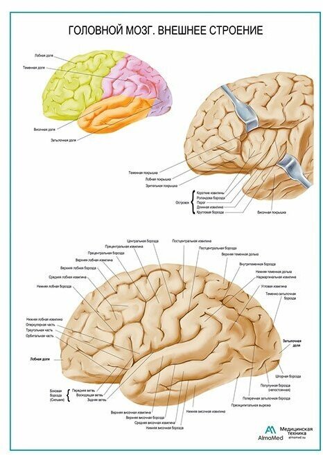 Головной мозг, внешнее строение, плакат, глянцевая фотобумага от 200 г/кв. м, размер A1+