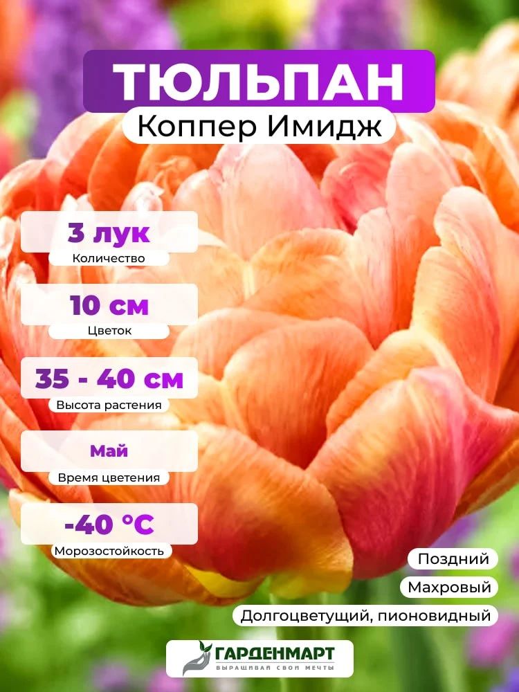 Тюльпан махровый поздний Коппер Имидж, 3 лук