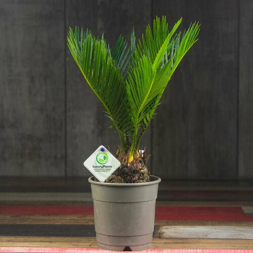 Цикас 30/12 зеленый