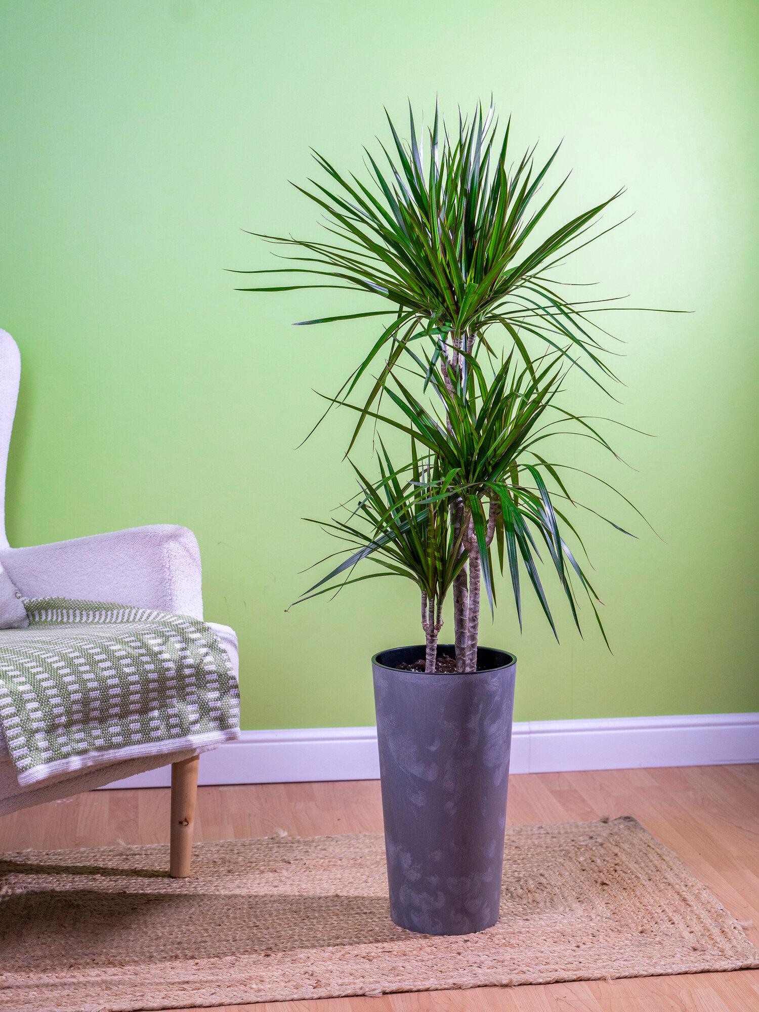 Geo Glass: Живая пальма Драцена домашняя в интерьерном кашпо  большие растени 110-120 см