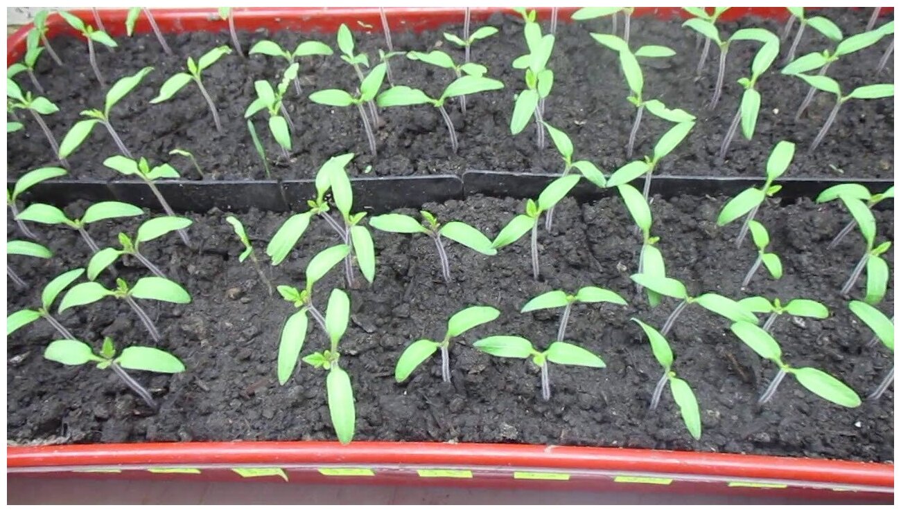 Удобрение органическое "Огородникоff - Посев", защита от черной ножки - фотография № 3