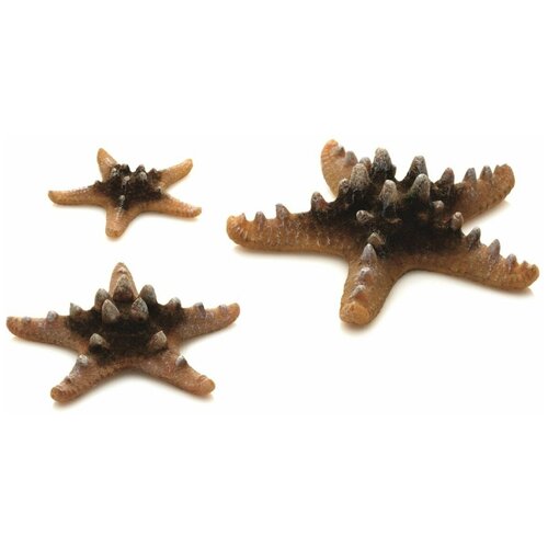 Набор морских звезд, Sea Star set 3 natural