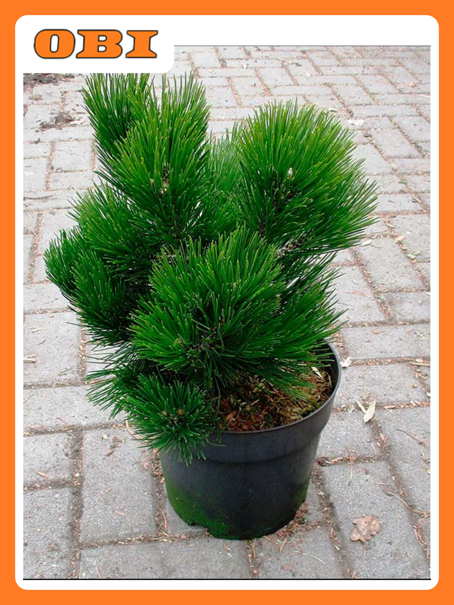 Сосна Гельдрейха "Малинки" 884452 многолетняя хвойная C5 H30-40