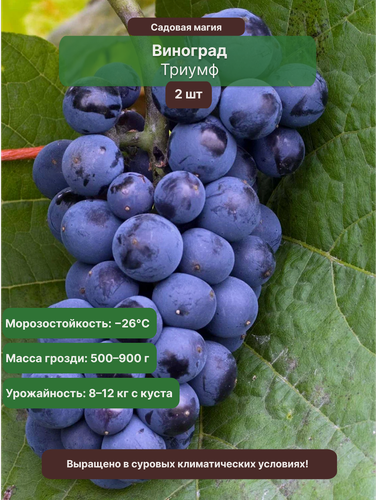 Изображение товара Виноград Триумф 2 шт / многолетний, раннеспелый, морозостойкий сорт