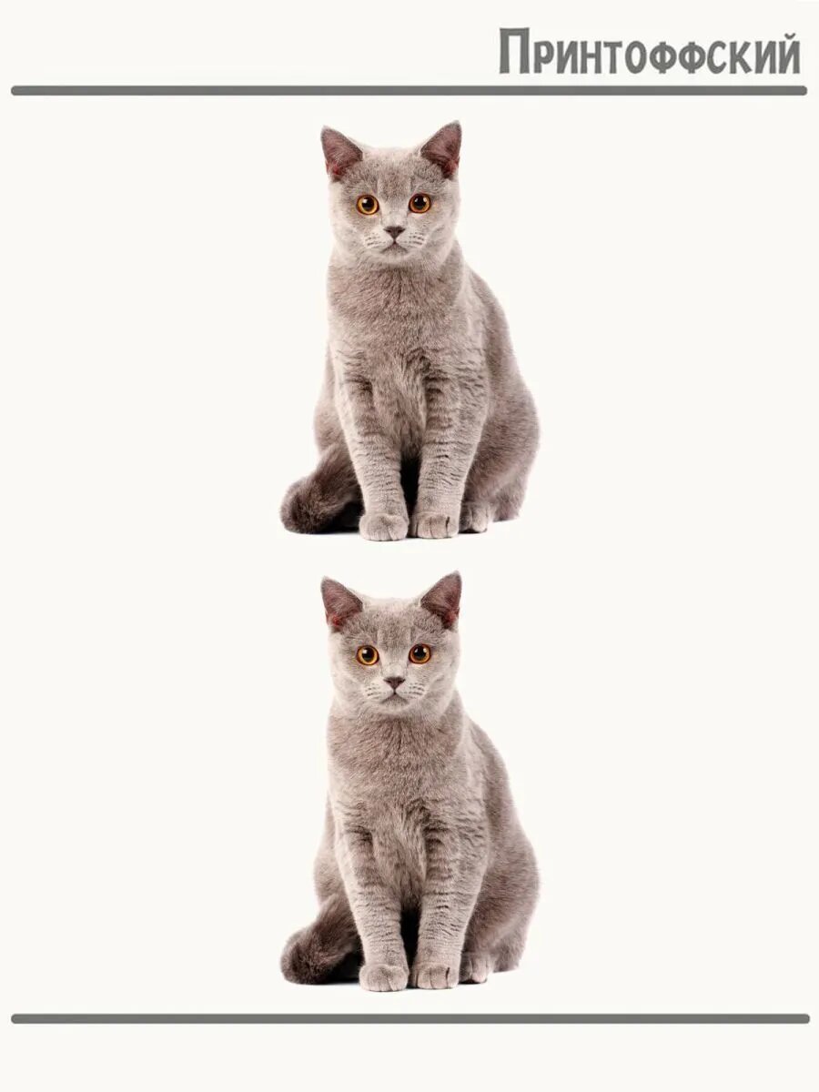 2-е (Две) Термонаклейки классный котик