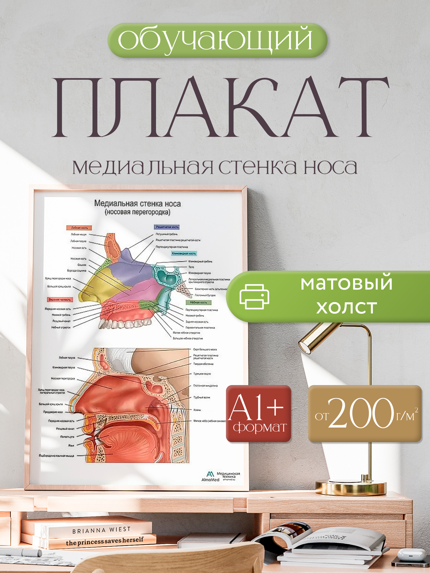 Обучающий плакат "Медиальная стенка носа (носовая перегородка)", размер А1+, матовый холст от 200г/м2
