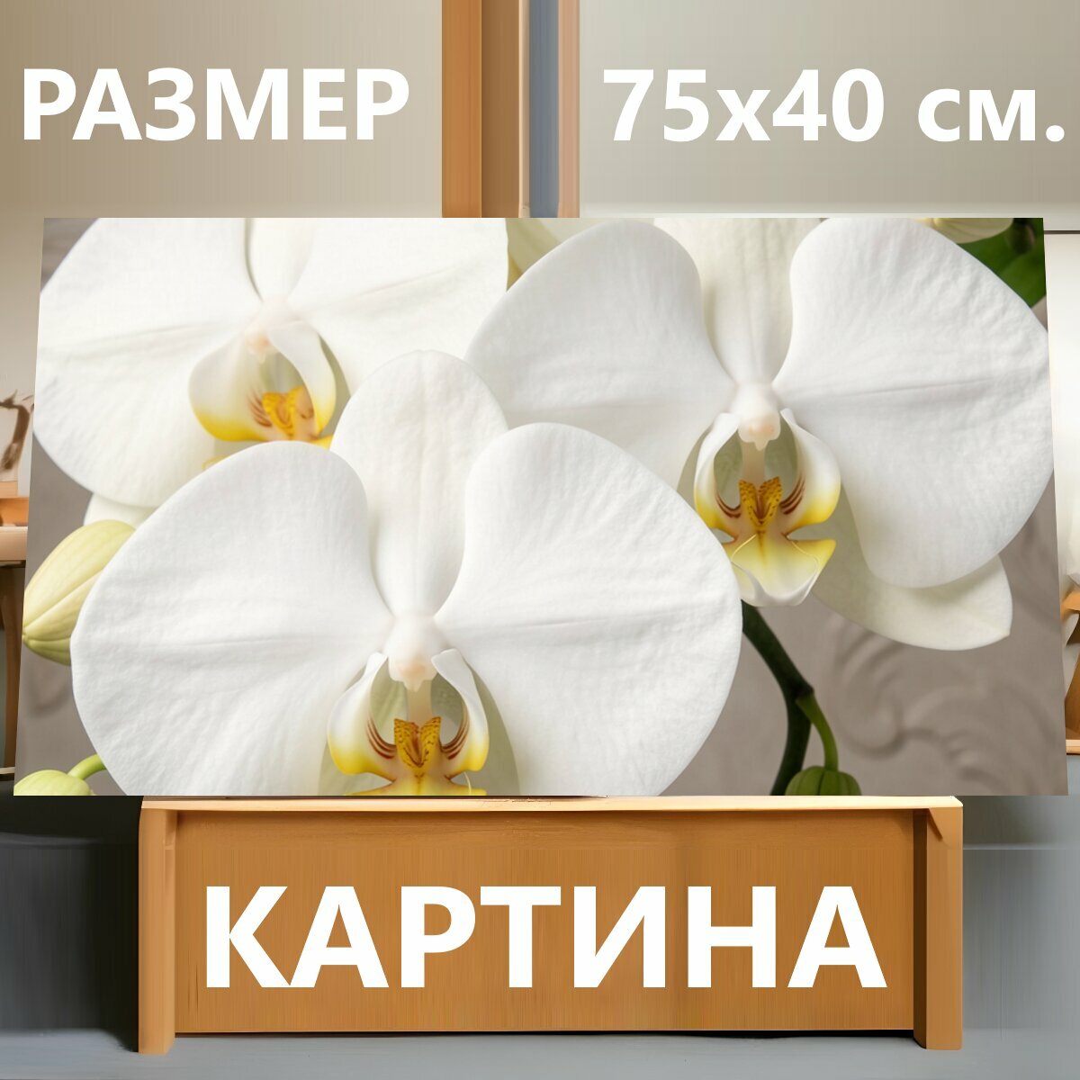 Картина на холсте "Белые орхидеи фаленопсис. Нежные тропические цветы с крупными молочно-белыми лепестками и желтыми сердцевинами на мягком." на подрамнике 75х40 см. для интерьера