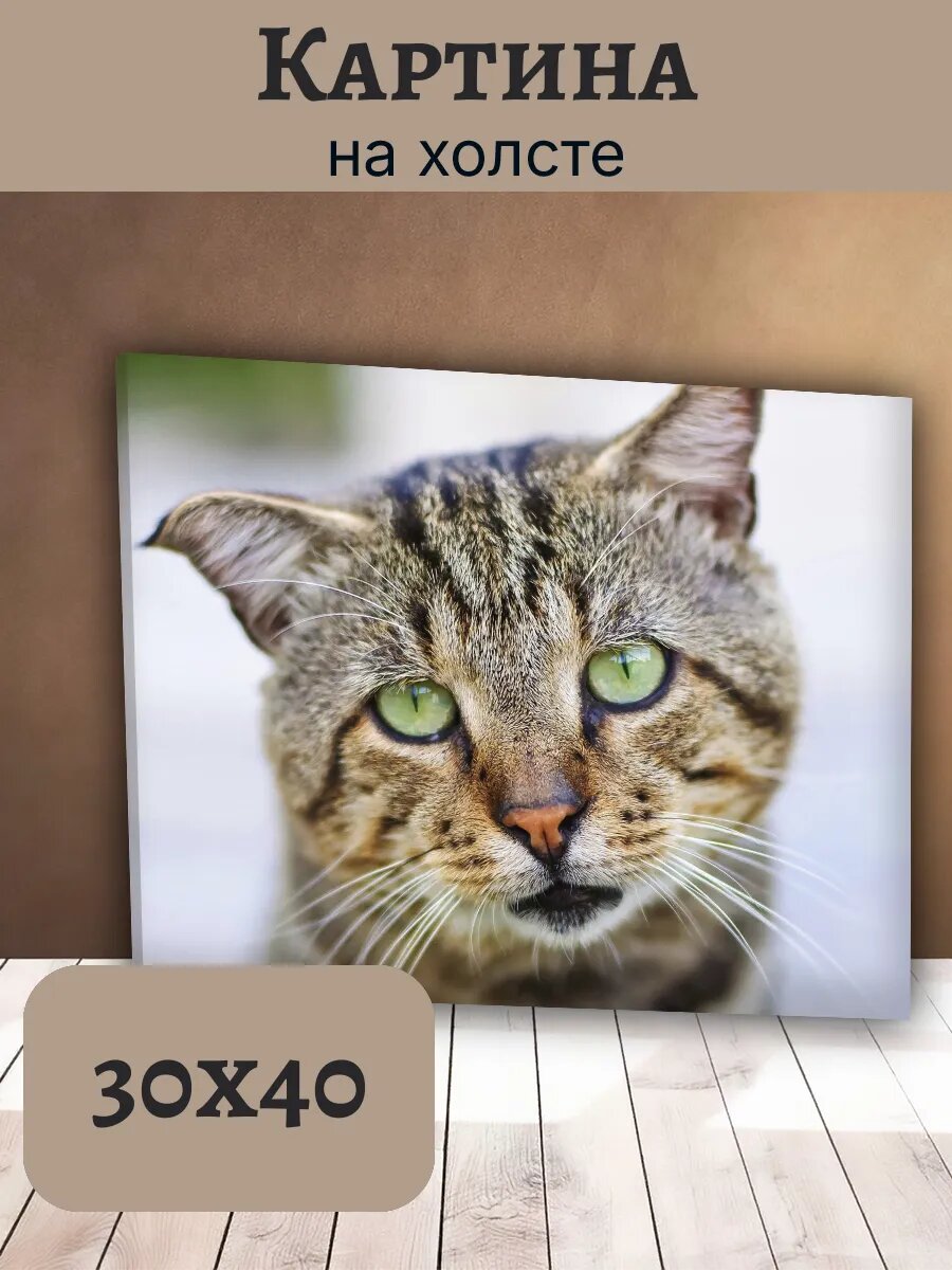 Картина Кот Кошка Cat 30x40 с крупным портретом полосатого