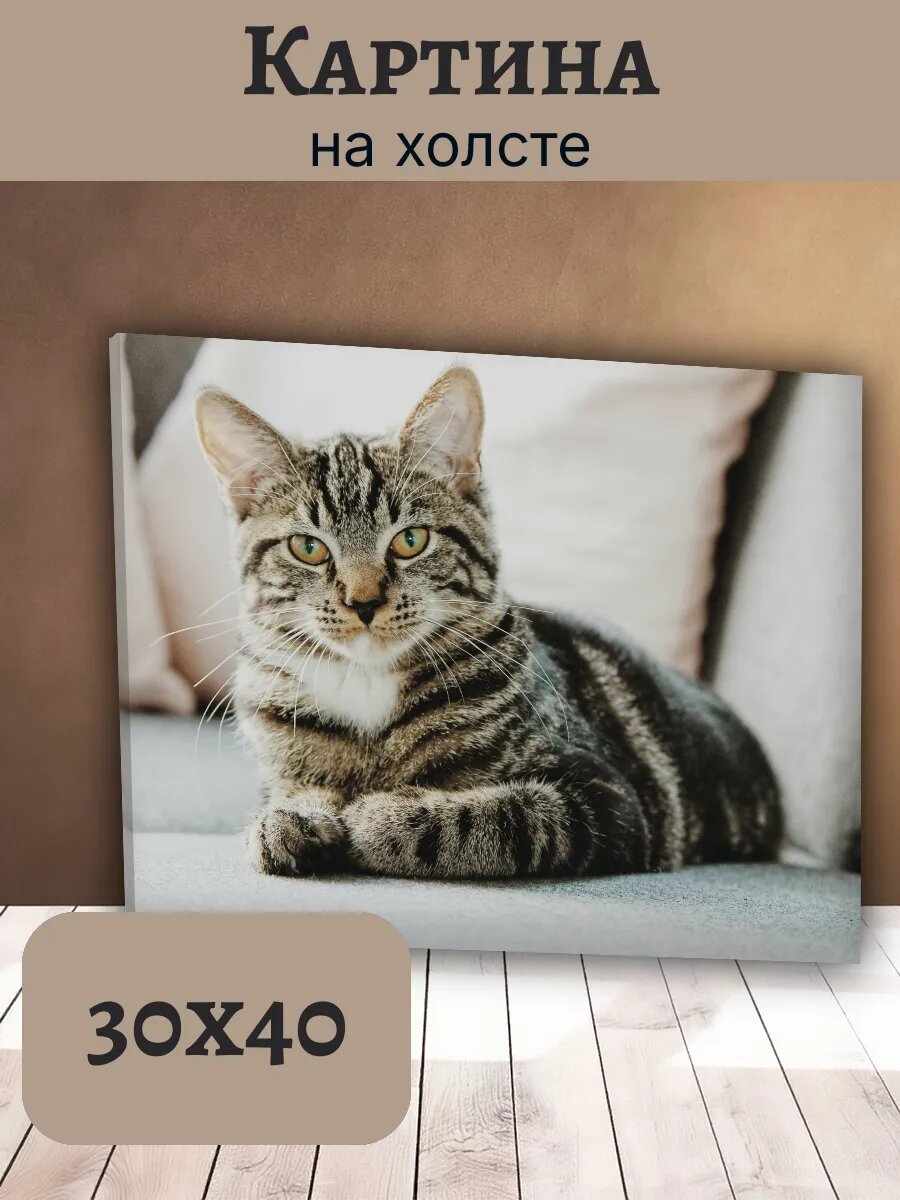 Картина Кот Кошка Cat 30x40 полосатый табби уютный интерьер