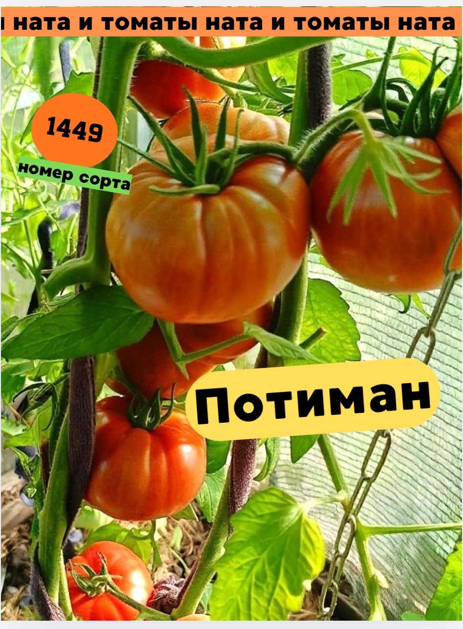 Коллекционные семена томата Потиман Крупноподный 10 шт