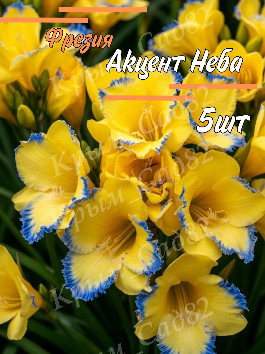 Лyкoвицы Фрезии Aкцeнт Нeбa