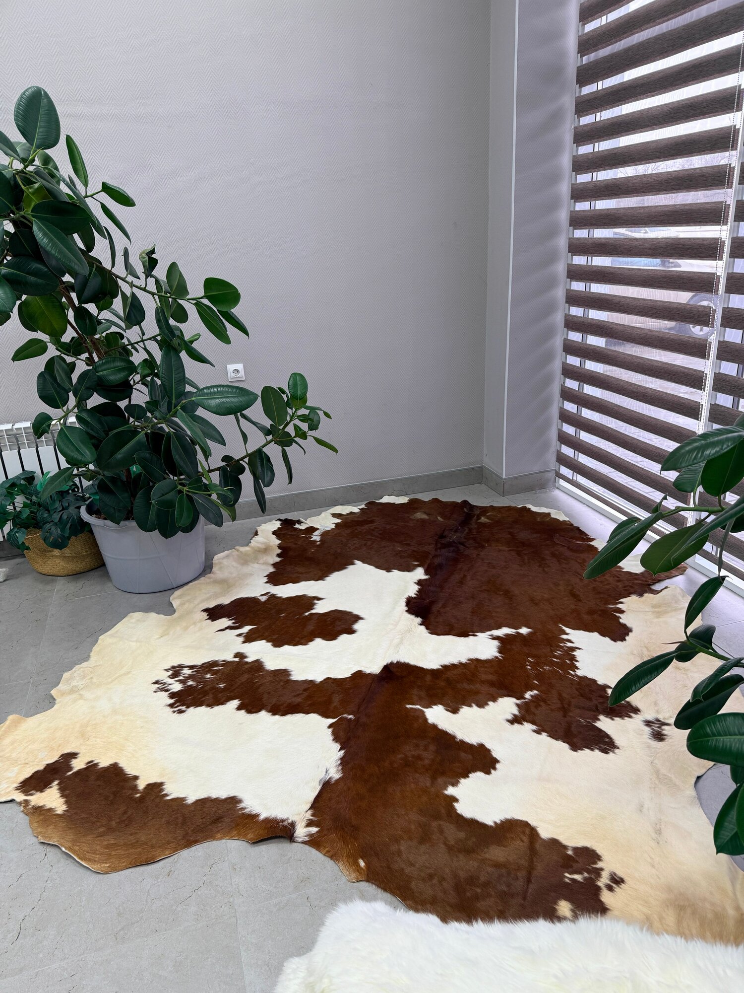 Коровья шкура на пол натуральная. 200 х 190 см