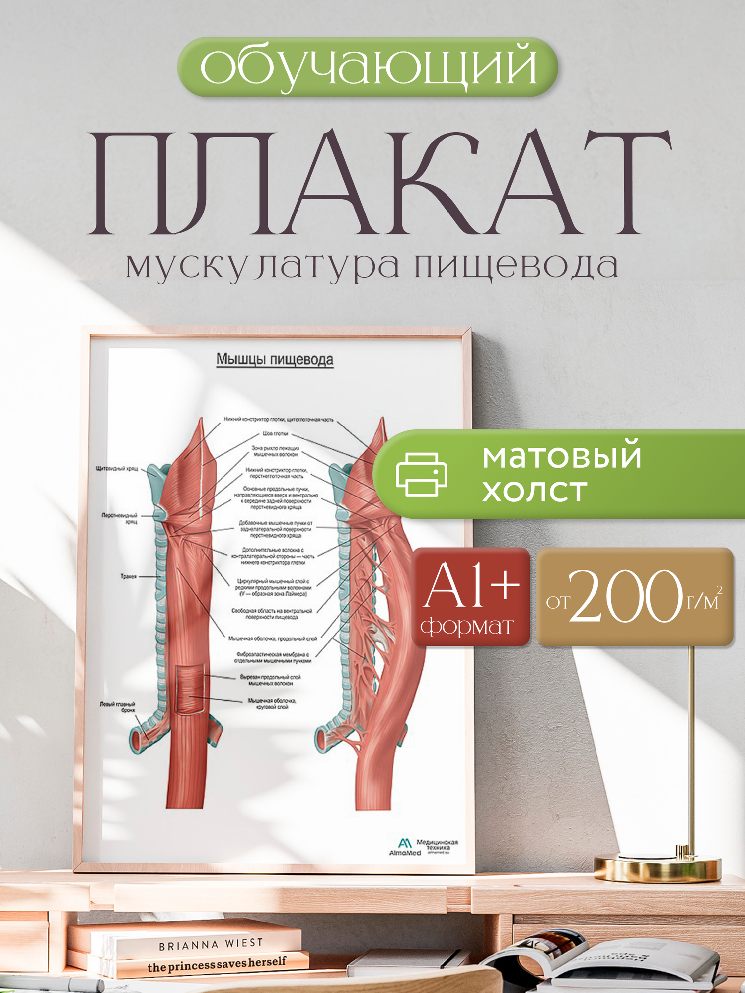 Обучающий плакат "Мускулатура пищевода", размер А1+, матовый холст от 200г/м2