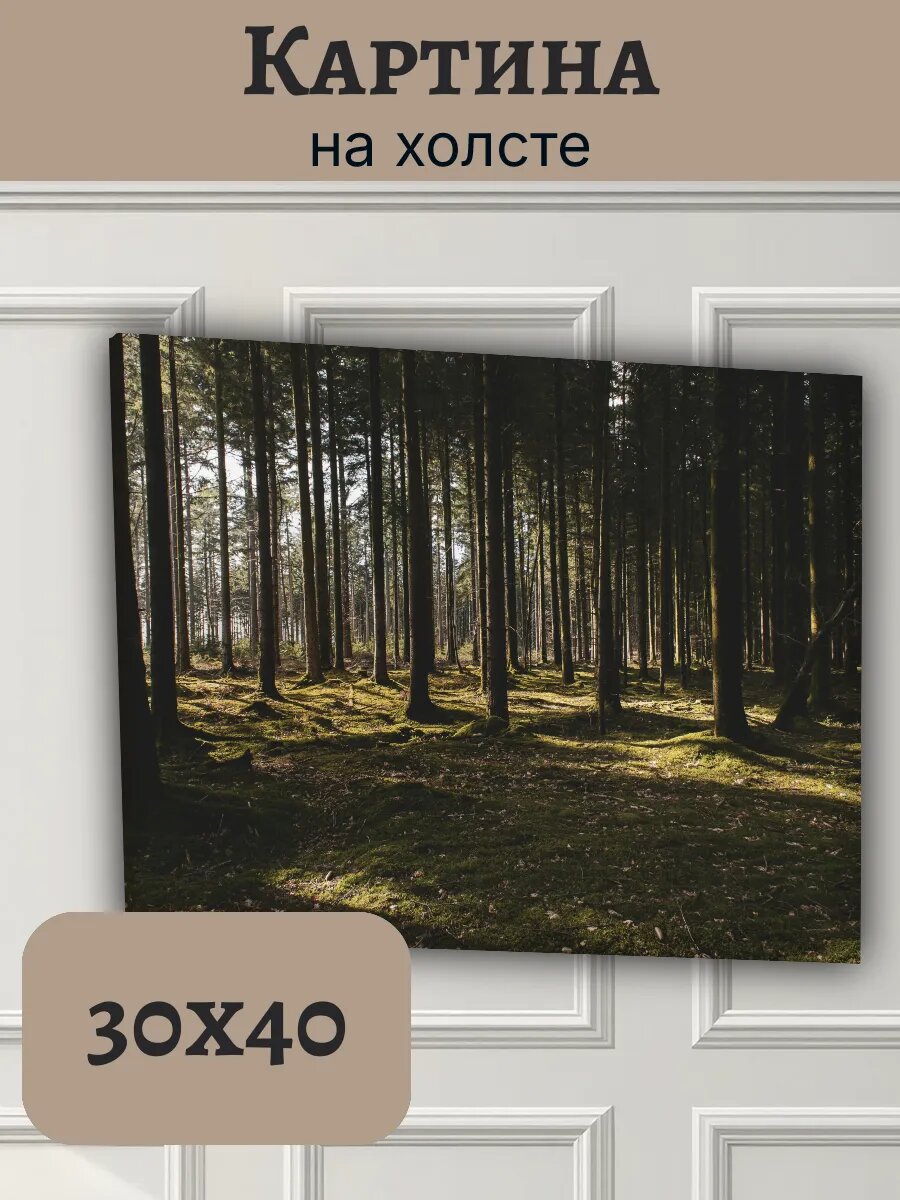 Картина Финляндия Finland 30x40 хвойный лес