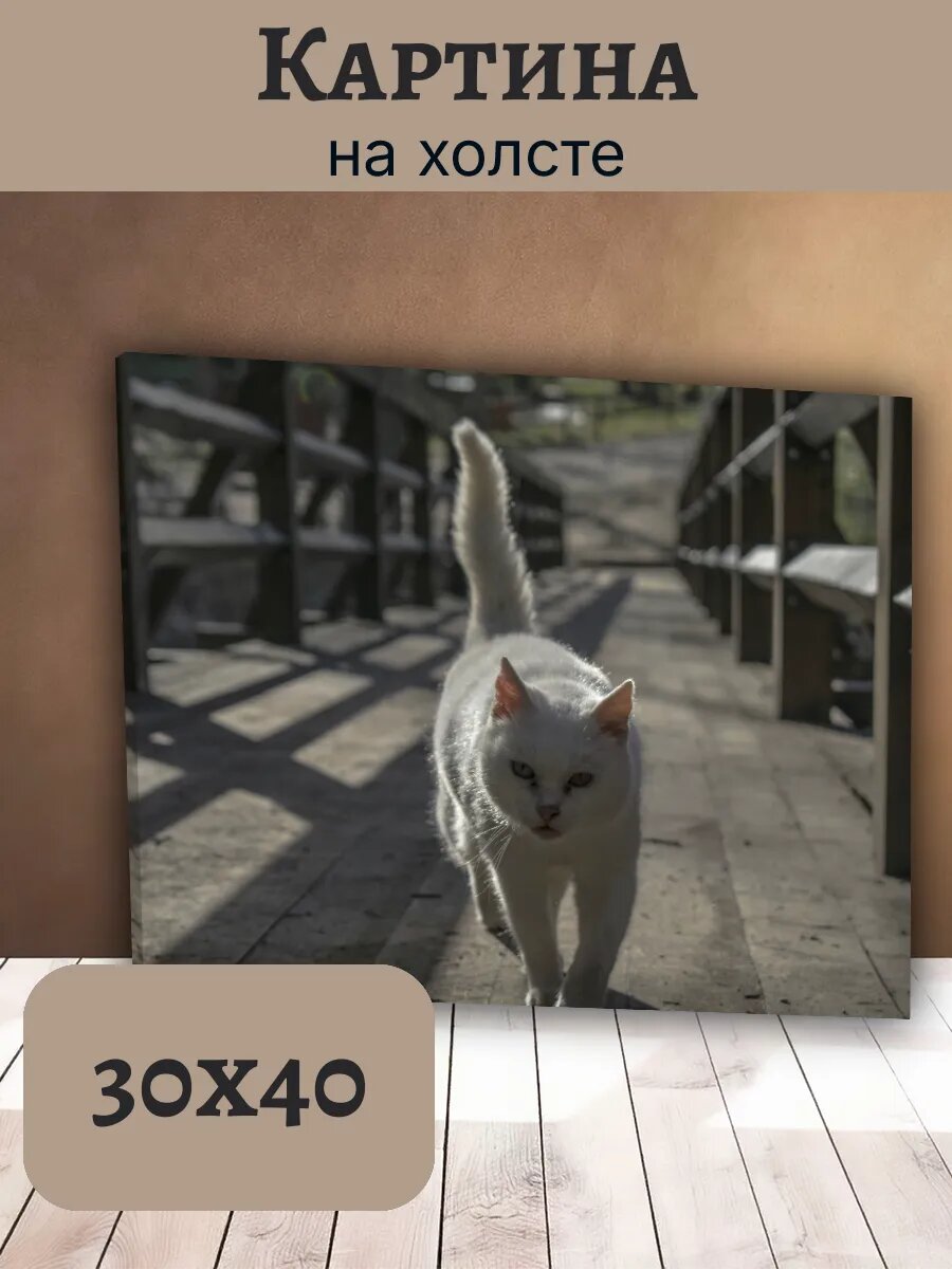Картина Постер Кот Кошка Cat 30x40 белая на деревянном мосту