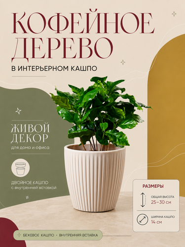 Изображение товара Кофейное дерево домашнее в стильном кашпо