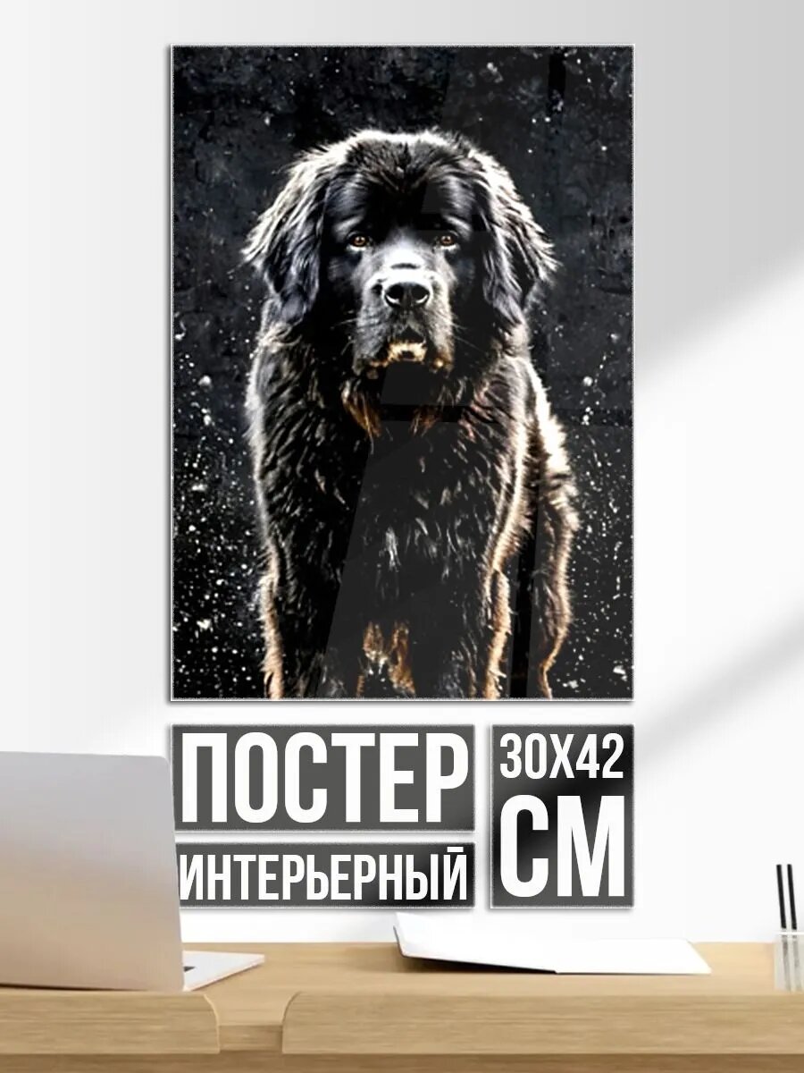 Постер на стену Ньюфаундленд на черном