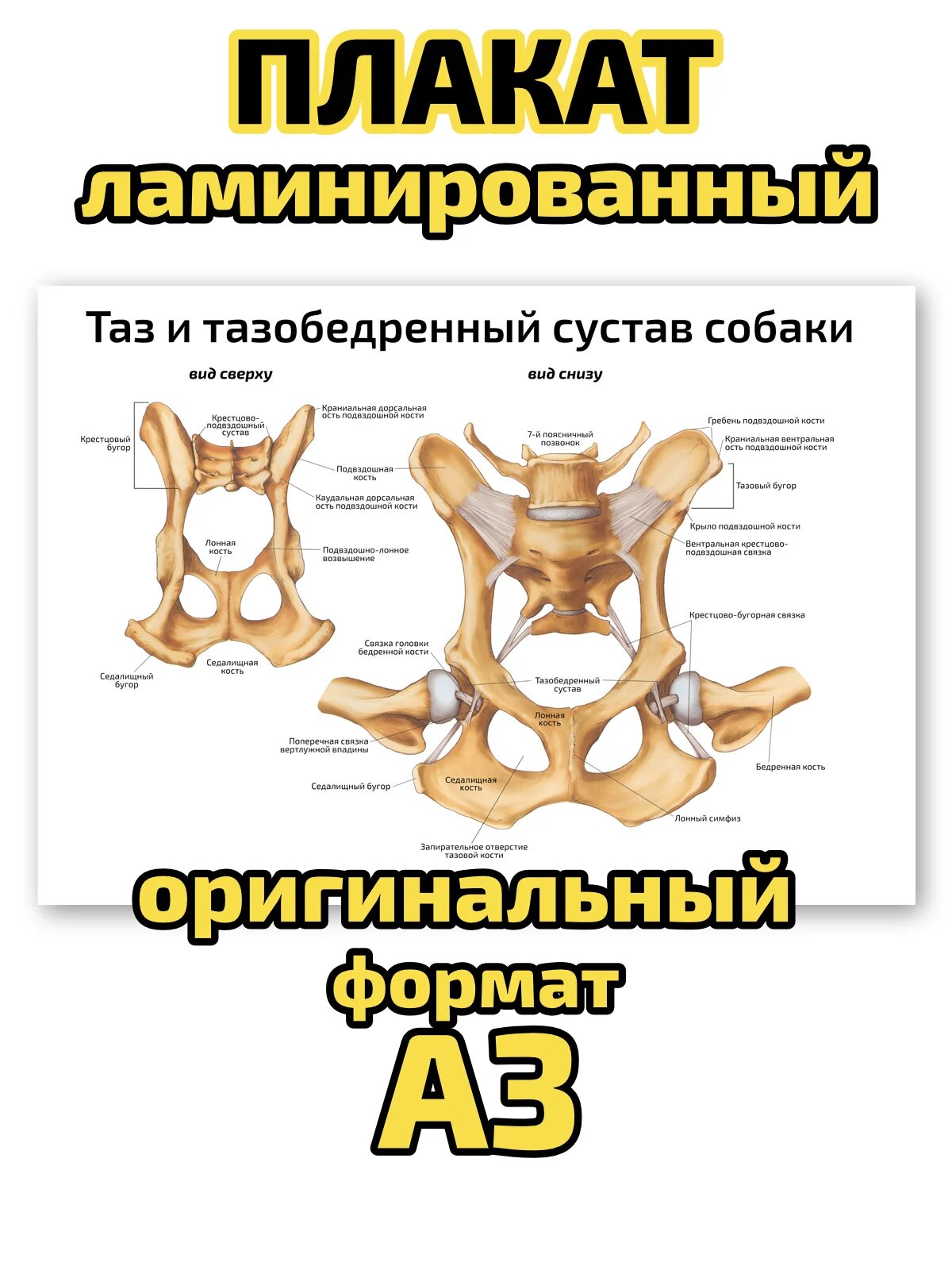 Плакат Квинг "Таз и тазобедренный сустав собаки", ламинированный, А3, для изучения ветеринарной анатомии