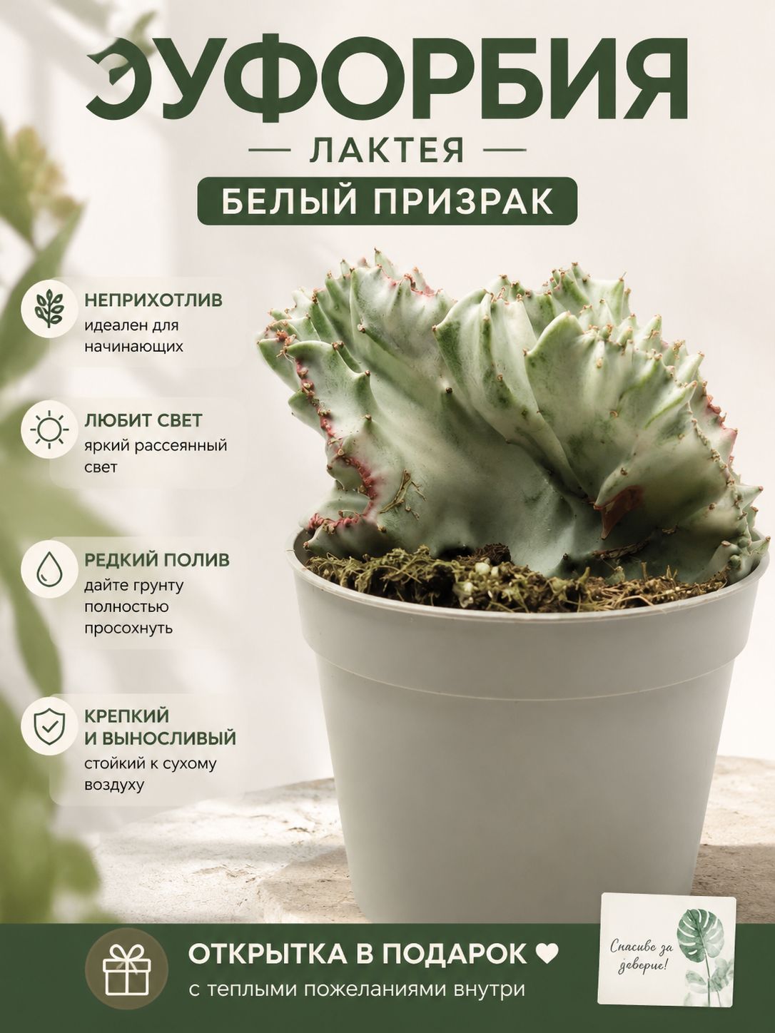 Эуфорбия Лактея Белый призрак, кактус живой, D-7 и открытка