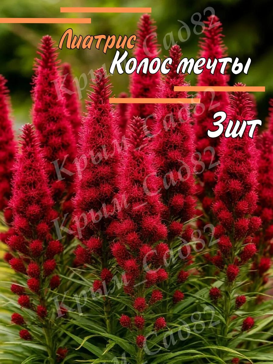 Луковицы Лиатриса Колос Мечты