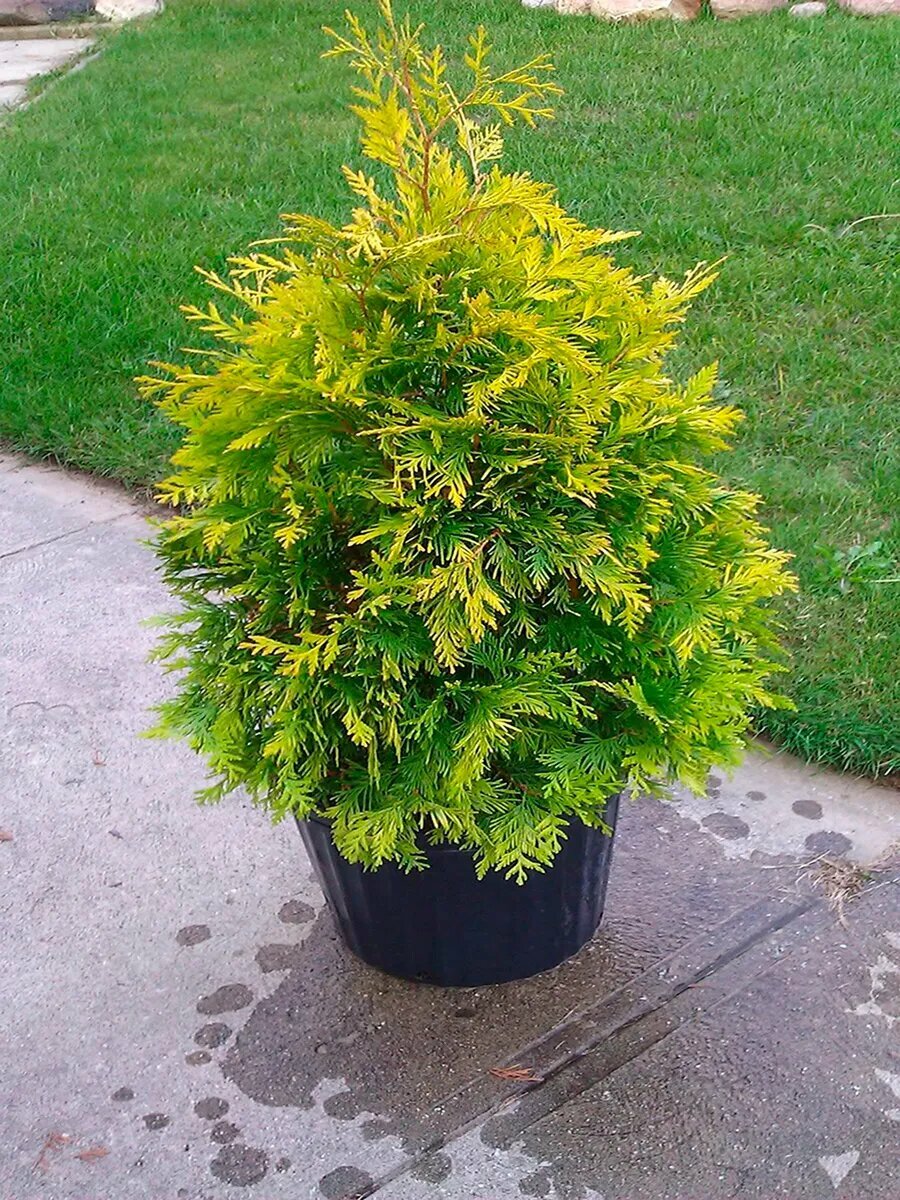 / Thuja occidentalis Dark Embers Lesdasma  ( 60-70   5  )
