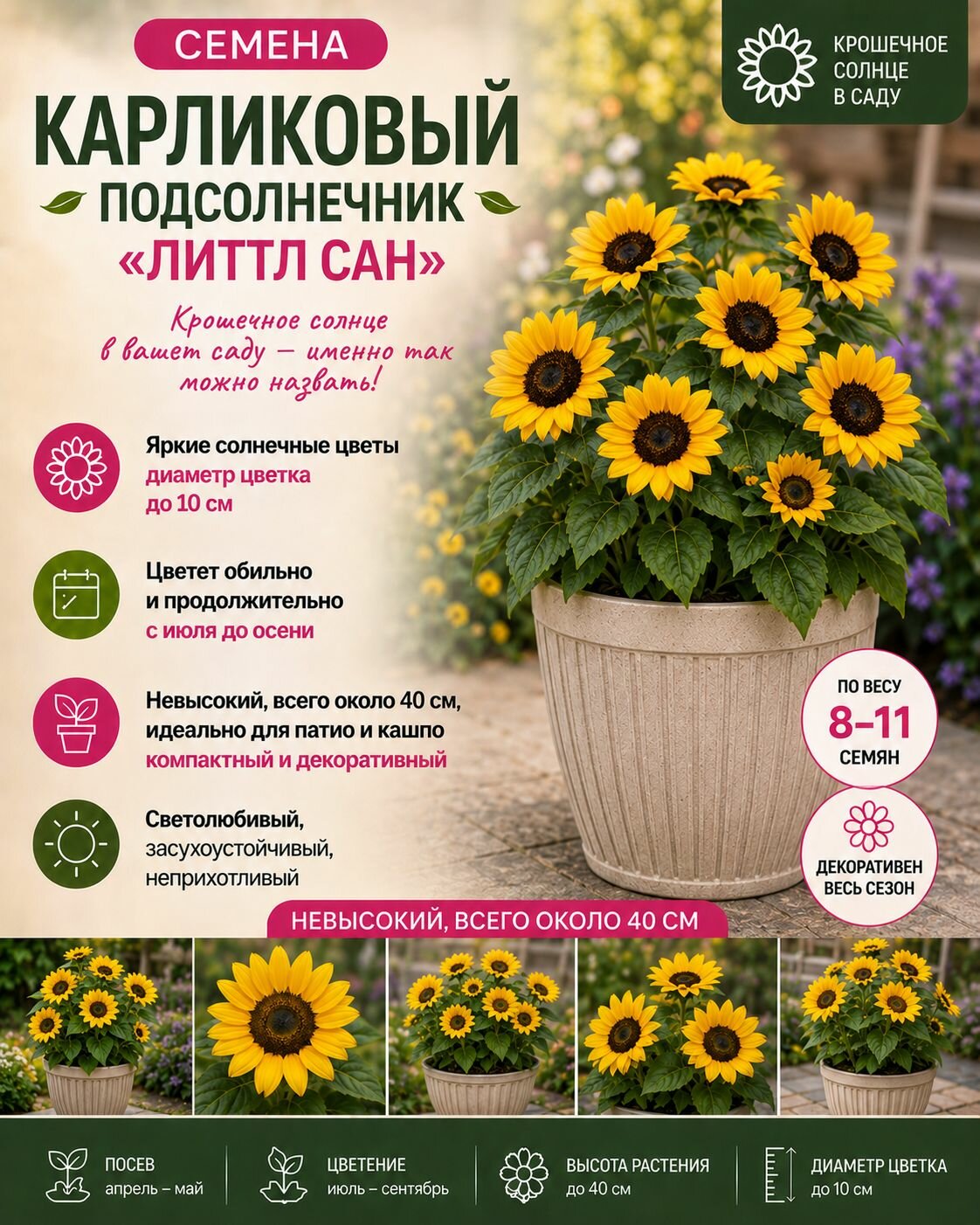 Подсолнечник Литтл Сан, карликовый