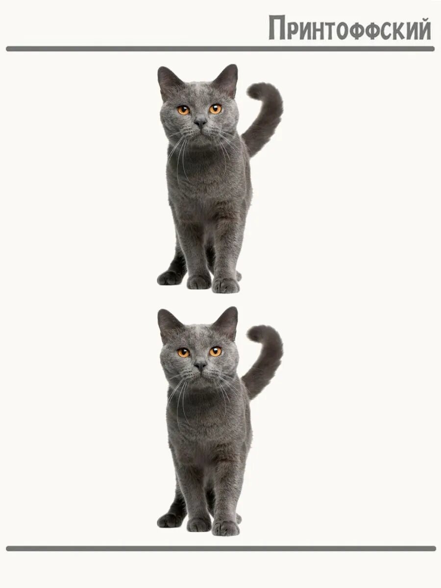 2-е (Две) Термонаклейки chartreux cat красивый котик