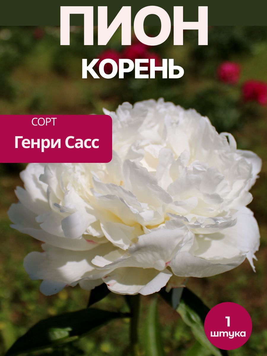 Пион Генри Сасс корень 1 шт