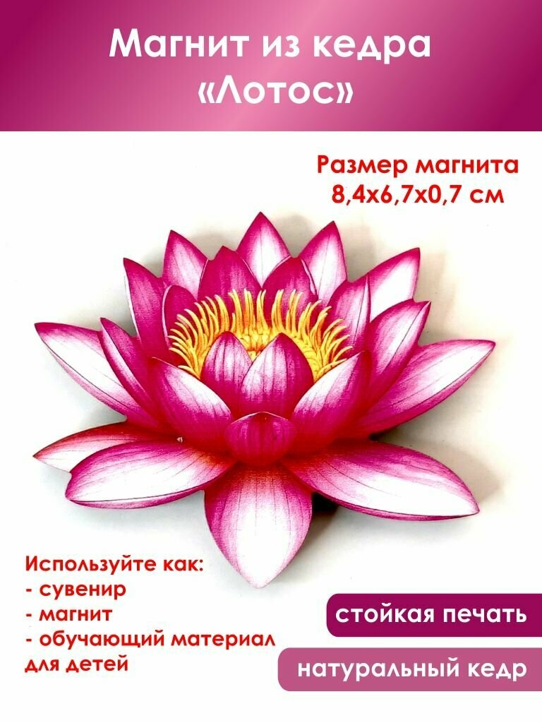 Магнит из кедра "Лотос", АнСоло, размер 8,4х6,7 см, толщина 7 мм.